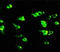 Glutamate Ionotropic Receptor NMDA Type Subunit 2B antibody, AP23268PU-N, Origene, Immunohistochemistry paraffin image 