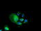 Pyrroline-5-Carboxylate Reductase 2 antibody, TA501898, Origene, Immunofluorescence image 