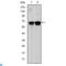 BLNK antibody, LS-C812514, Lifespan Biosciences, Western Blot image 