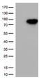 DNA repair protein XRCC1 antibody, TA500847, Origene, Western Blot image 