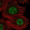 RIPOR Family Member 3 antibody, HPA051823, Atlas Antibodies, Immunocytochemistry image 