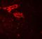 Interleukin 36 Gamma antibody, PA5-72778, Invitrogen Antibodies, Immunofluorescence image 
