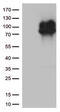 Interferon Lambda Receptor 1 antibody, TA812609S, Origene, Western Blot image 