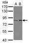 BRCA1 Associated ATM Activator 1 antibody, NBP2-15536, Novus Biologicals, Western Blot image 