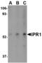 SP110 Nuclear Body Protein antibody, LS-C53234, Lifespan Biosciences, Western Blot image 