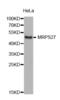 Mitochondrial Ribosomal Protein S27 antibody, abx003394, Abbexa, Western Blot image 