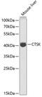Cathepsin K antibody, GTX65939, GeneTex, Western Blot image 