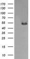 MDM4 Regulator Of P53 antibody, TA505723AM, Origene, Western Blot image 