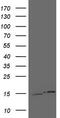 Ubiquitin A-52 Residue Ribosomal Protein Fusion Product 1 antibody, TA804858, Origene, Western Blot image 