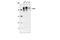 Low-density lipoprotein receptor-related protein 6 antibody, 2560S, Cell Signaling Technology, Western Blot image 