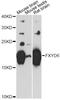 FXYD Domain Containing Ion Transport Regulator 6 antibody, A14339, ABclonal Technology, Western Blot image 