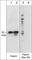Fascin Actin-Bundling Protein 1 antibody, FM3151, ECM Biosciences, Western Blot image 