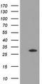 HSJ1 antibody, TA502263S, Origene, Western Blot image 