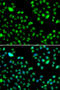 Lethal(3)malignant brain tumor-like protein 3 antibody, 22-838, ProSci, Immunofluorescence image 