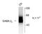 Gamma-Aminobutyric Acid Type A Receptor Beta2 Subunit antibody, TA309134, Origene, Western Blot image 