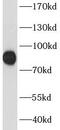 HYDIN Axonemal Central Pair Apparatus Protein antibody, FNab04091, FineTest, Western Blot image 