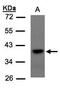 Transcription Factor 19 antibody, orb73831, Biorbyt, Western Blot image 