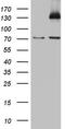 Si antibody, LS-C789788, Lifespan Biosciences, Western Blot image 