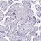 Uncharacterized protein C1orf222 antibody, HPA028521, Atlas Antibodies, Immunohistochemistry paraffin image 