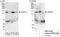 Zinc Finger Protein 507 antibody, NBP1-78194, Novus Biologicals, Western Blot image 