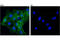 Cadherin 15 antibody, 40491T, Cell Signaling Technology, Immunocytochemistry image 