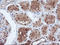 Proteasome subunit alpha type-4 antibody, LS-C173611, Lifespan Biosciences, Immunohistochemistry paraffin image 