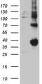 Folate Receptor Gamma antibody, TA811544S, Origene, Western Blot image 