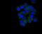 Musashi RNA Binding Protein 2 antibody, NBP2-67547, Novus Biologicals, Immunofluorescence image 