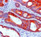 Keratin 20 antibody, DM123, Origene, Immunohistochemistry paraffin image 