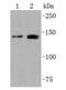 Fibroblast growth factor receptor 2 antibody, NBP2-66838, Novus Biologicals, Western Blot image 