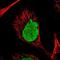 Radial Spoke Head Component 4A antibody, NBP1-90573, Novus Biologicals, Immunofluorescence image 