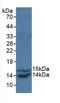 C-C Motif Chemokine Ligand 2 antibody, LS-C295405, Lifespan Biosciences, Western Blot image 