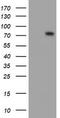 Fragile X mental retardation 1 protein antibody, TA504291, Origene, Western Blot image 