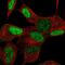 Homeobox protein TGIF2LX antibody, PA5-56971, Invitrogen Antibodies, Immunofluorescence image 
