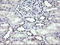 Protein Mdm4 antibody, LS-C174491, Lifespan Biosciences, Immunohistochemistry frozen image 