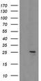 Mitochondrial Ribosomal Protein S34 antibody, TA505229AM, Origene, Western Blot image 