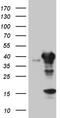 Uroporphyrinogen decarboxylase antibody, TA810089, Origene, Western Blot image 