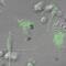 Pentraxin 3 antibody, ALX-804-464-C100, Enzo Life Sciences, Immunohistochemistry frozen image 