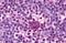 F4/80 antibody, MBS243528, MyBioSource, Immunohistochemistry paraffin image 