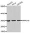 Mitochondrial Ribosomal Protein L45 antibody, LS-C333807, Lifespan Biosciences, Western Blot image 