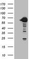 Cryptochrome Circadian Regulator 1 antibody, CF809886, Origene, Western Blot image 