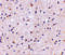 Calcium-dependent secretion activator 1 antibody, 4561, ProSci, Immunohistochemistry paraffin image 