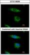 Oxysterol Binding Protein Like 5 antibody, GTX118036, GeneTex, Immunofluorescence image 
