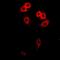 Polypeptide N-Acetylgalactosaminyltransferase 2 antibody, orb341194, Biorbyt, Immunofluorescence image 