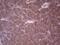 Angiopoietin 2 antibody, NBP2-46520, Novus Biologicals, Immunohistochemistry paraffin image 