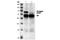 His tag antibody, 2365S, Cell Signaling Technology, Immunoprecipitation image 