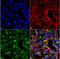 Dityrosine antibody, NBP2-59360, Novus Biologicals, Immunofluorescence image 