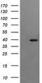 Replication factor C subunit 4 antibody, TA506183S, Origene, Western Blot image 