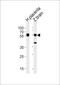 Serine/threonine-protein kinase 3 antibody, PA5-72649, Invitrogen Antibodies, Western Blot image 