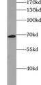 VPS33A Core Subunit Of CORVET And HOPS Complexes antibody, FNab09435, FineTest, Western Blot image 